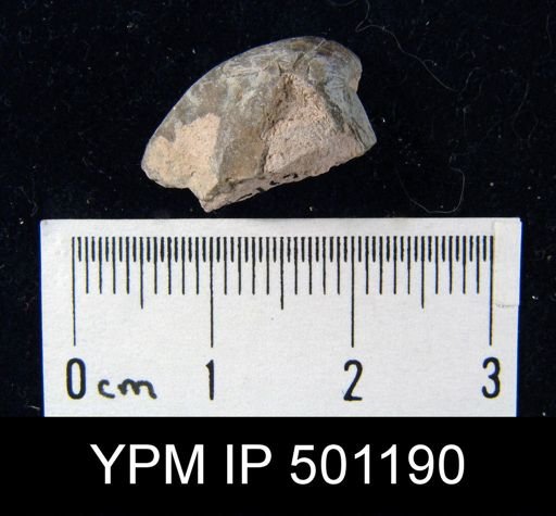 undet. Brachiopoda