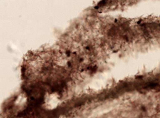 Haliclona sp.