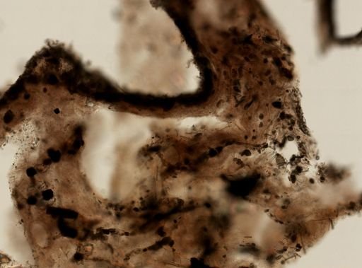 Ircinia felix