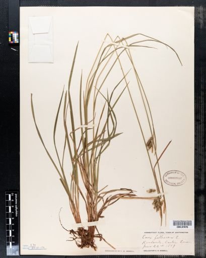 Carex pallescens