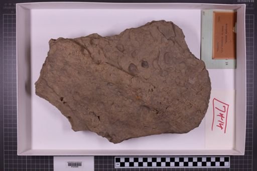 mixed taxa, stratigraphic collection