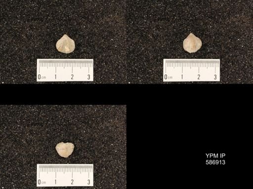 Rhynchotrema capax