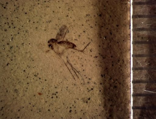 undet. Mycetophilidae