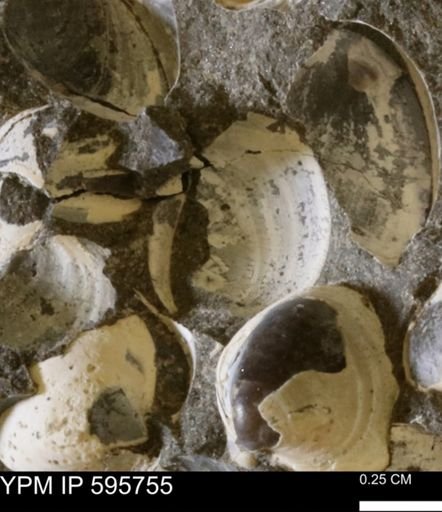 Protocardia sp.