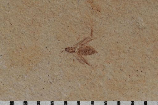 undet. Diptera
