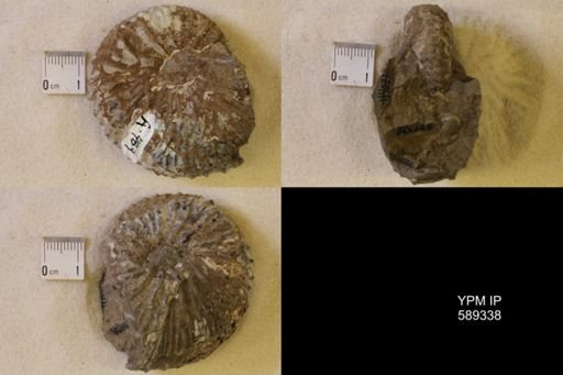Discoscaphites sp.