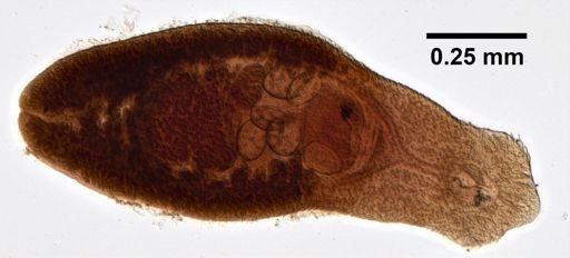 Echinochasmus perfoliatus
