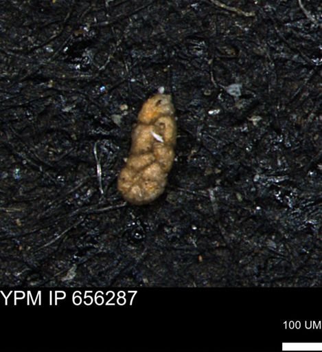 Ammobaculoides whitneyi