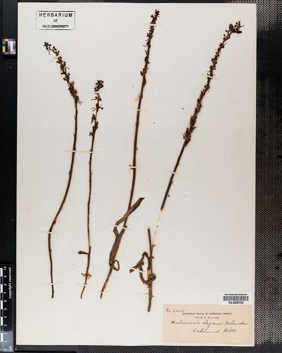 Habenaria