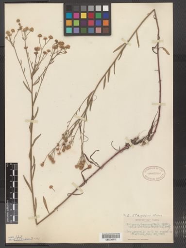 Erigeron strigosus