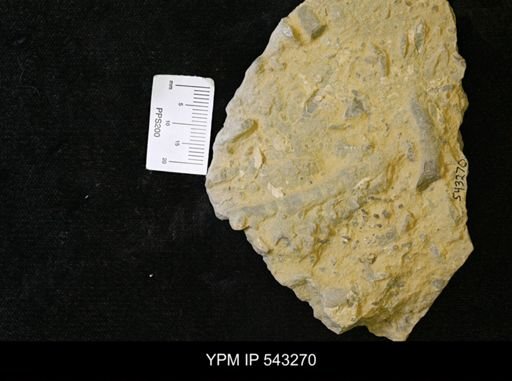 Planolites?