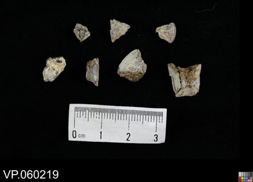 undet. Actinopterygii