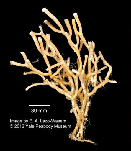 Bryozoa