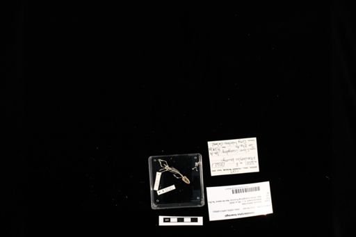 Hemidactylus bowringii