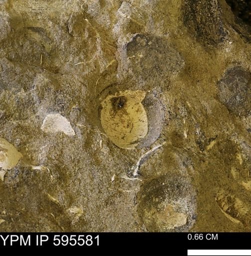 Protocardia sp.