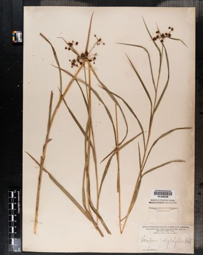 Scirpus polyphyllus