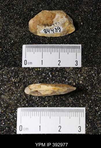 undet. Ammonoidea