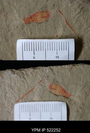 Problematica