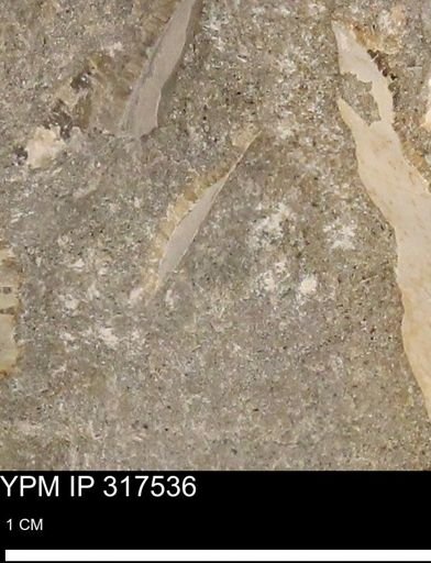 undet. Bivalvia