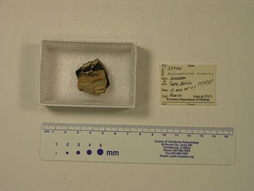 Archaeohyrax suniensis