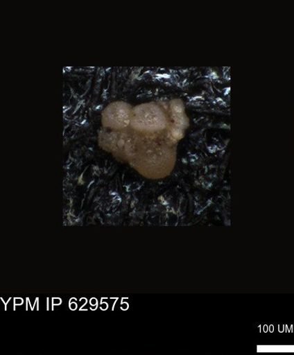 undet. Foraminiferida