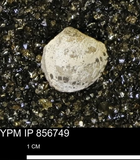 Limopsis striatopunctatus