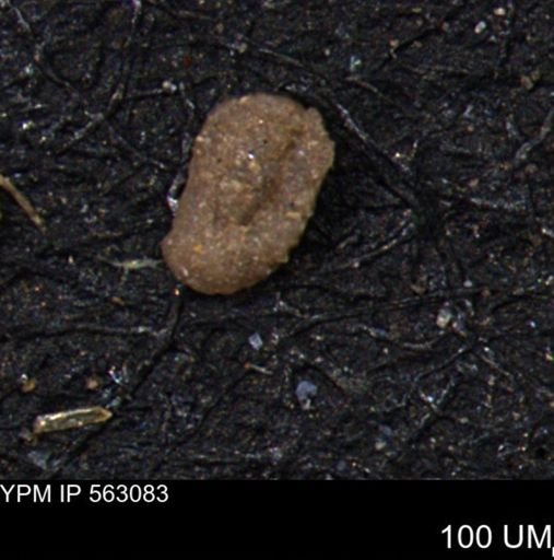 Miliammina manitobensis