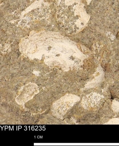 undet. Mollusca