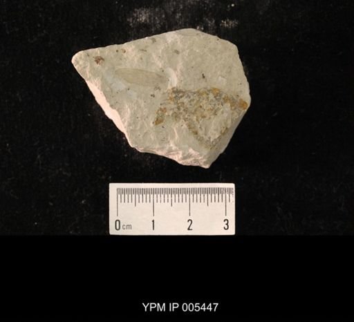 Protereisma gracile