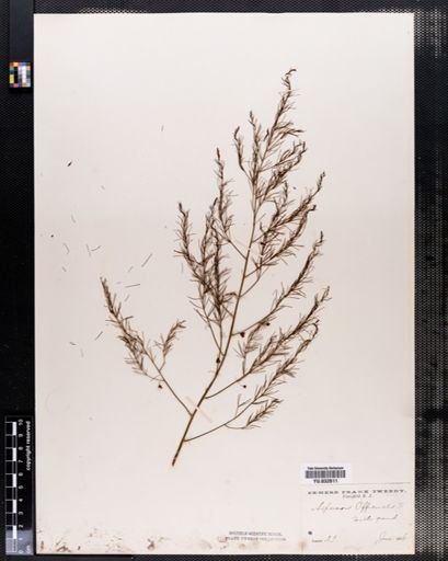 Asparagus officinalis