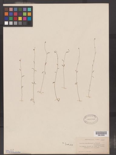 Linaria canadensis
