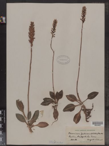 Peramium pubescens