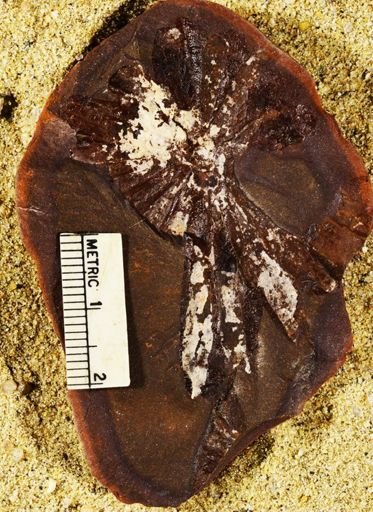 Annularia stellata