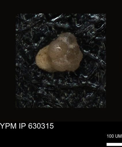 undet. Foraminiferida