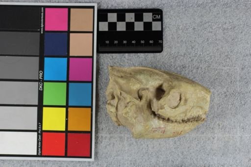 Merycoidodon gracilis
