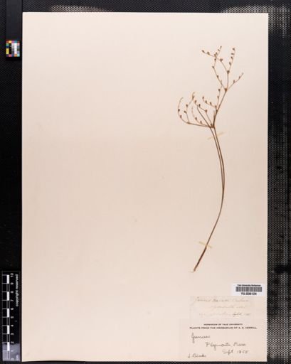Juncus pelocarpus