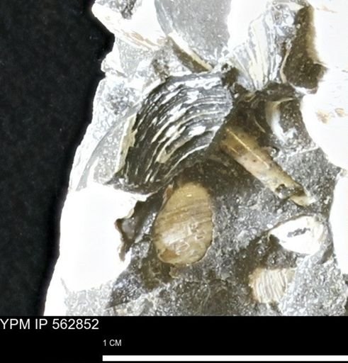 Limopsis sp.