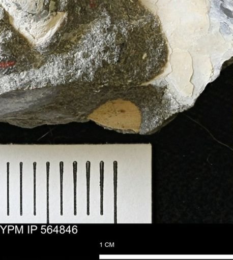 undet. Bivalvia
