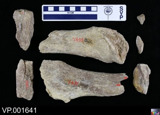 Elasmosauridae