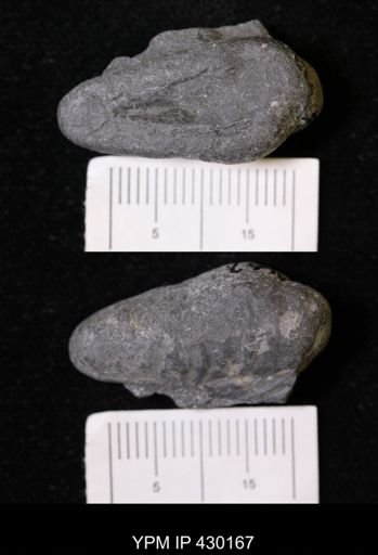 Fistuliporidae