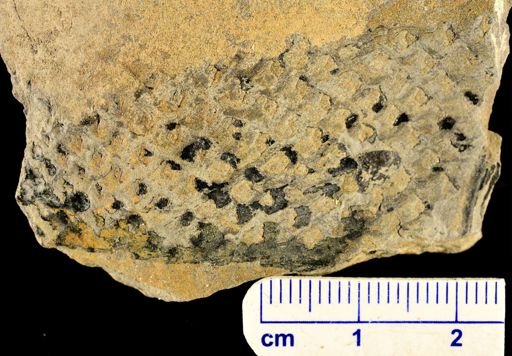 Lepidodendron sp.