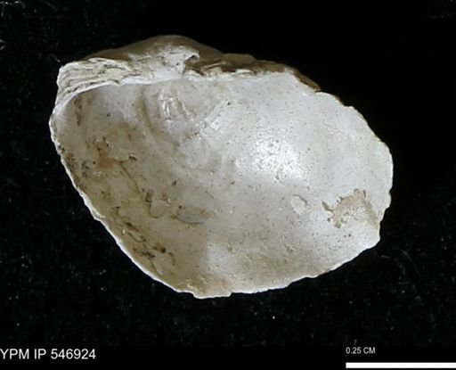 Anomia aculeata
