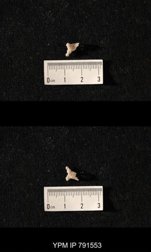 undet. Bryozoa