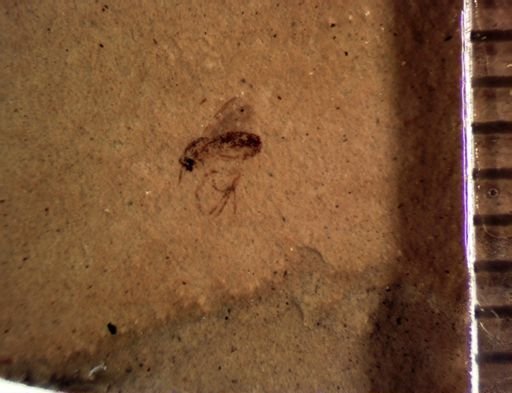 undet. Diptera