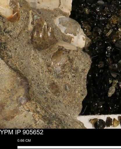 undet. Mollusca