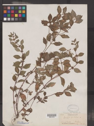 Mentha x gentilis var. variegata