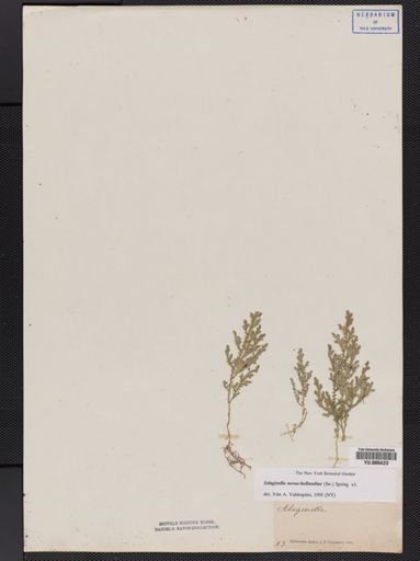 Selaginella