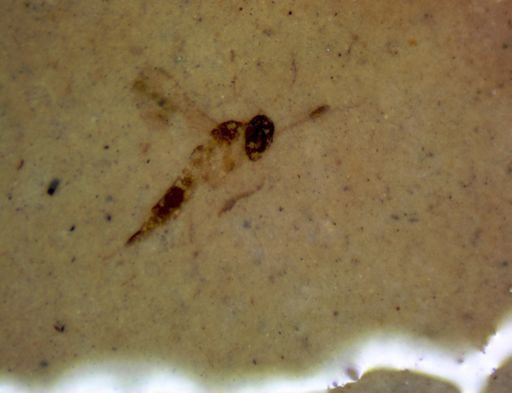 Diptera?