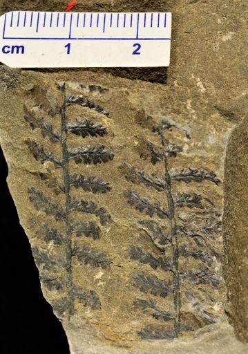Alloiopteris sp.