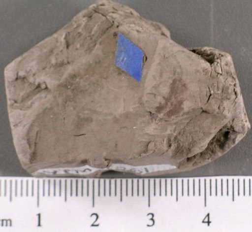 Cissites crispus